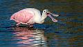 Kirms Photography Roseatte Spoonbill-1
